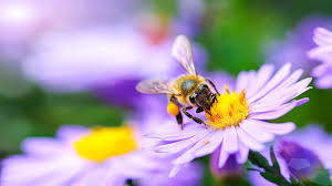 abeille posée sur une fleur