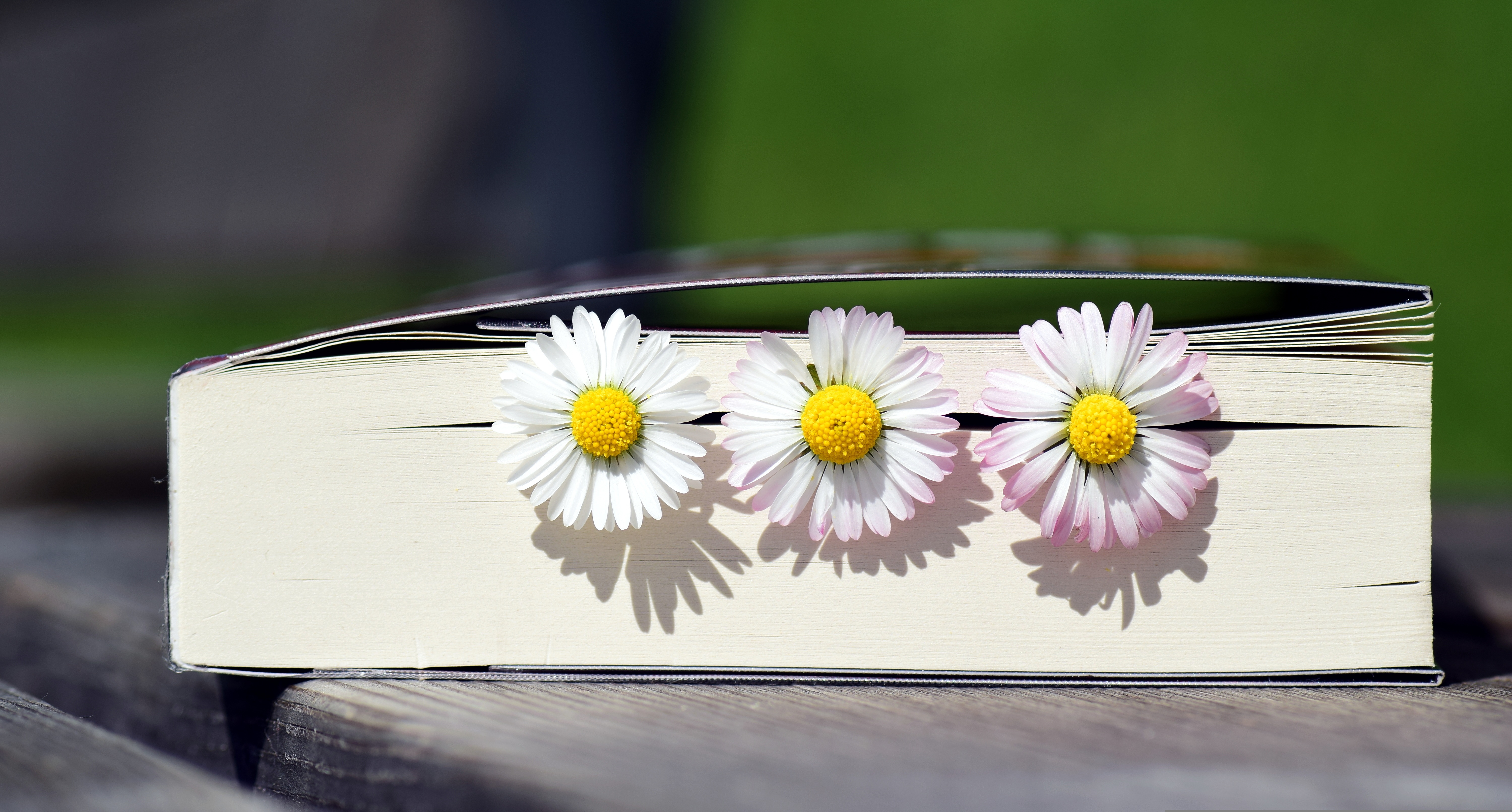 livre avec marguerites